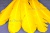 Декоративный Пучок из перьев, перо 23см/желтый - купить в Ленинске-Кузнецком. Цена: 12.19 руб.